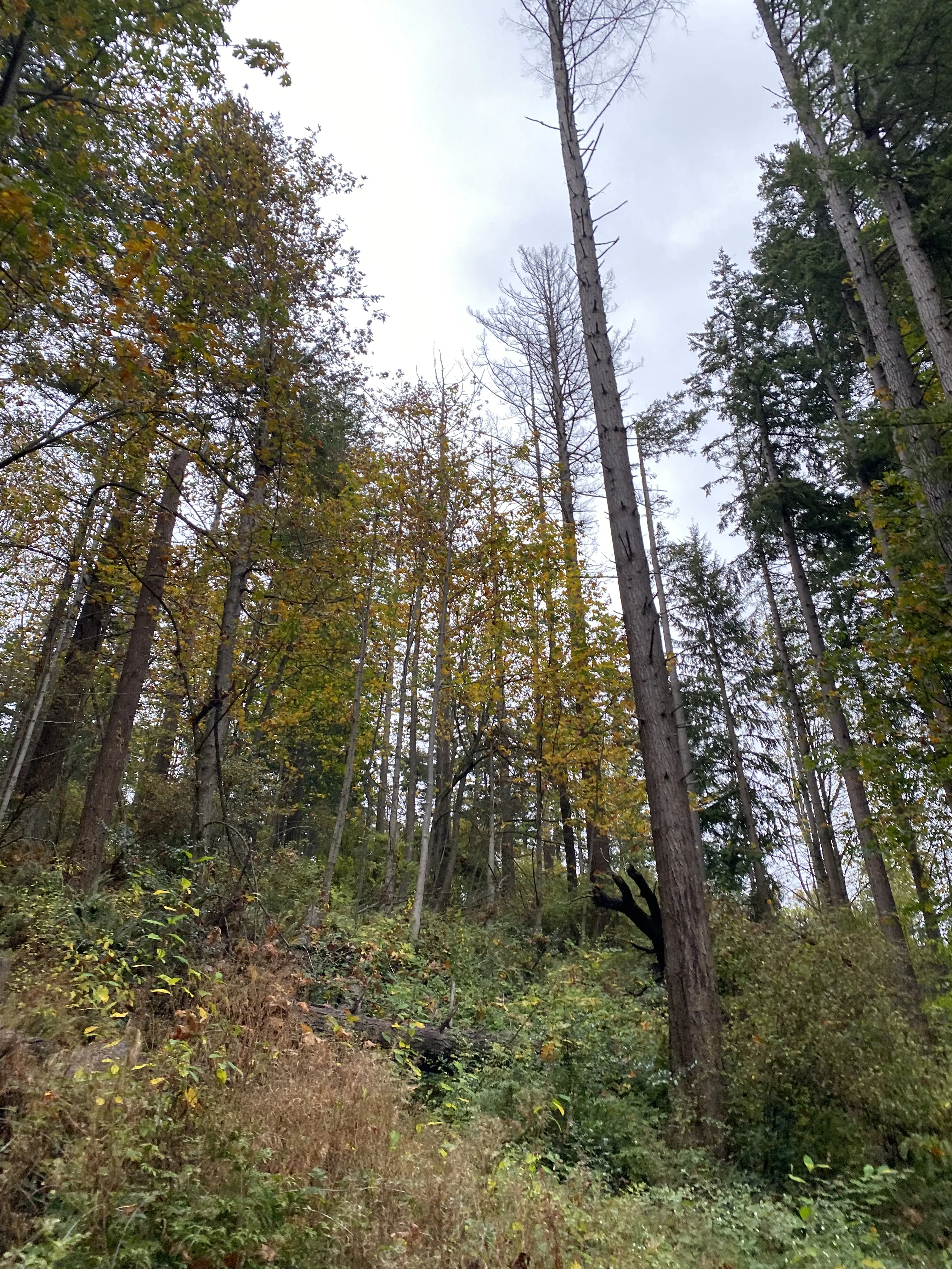  A single tree, tall and thin and bare, stands out within the leafy yellow and green forest on Sehome Hill while reaching toward a pale blue sky.